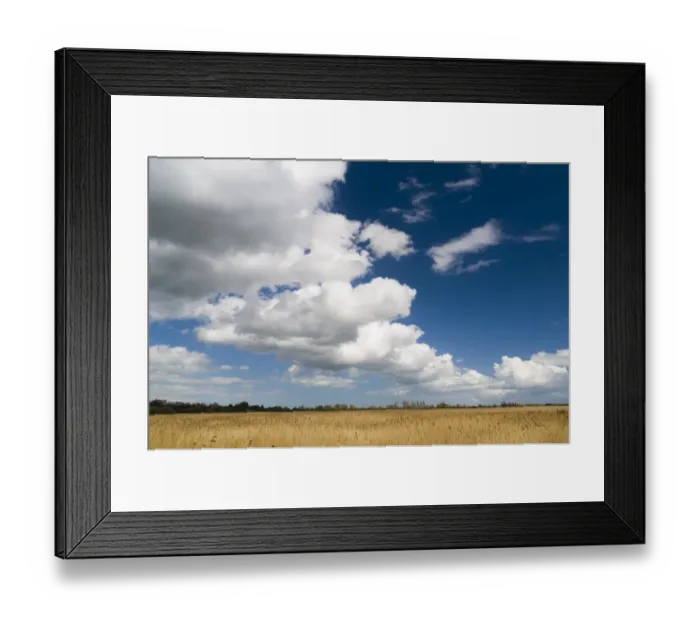 Framed Print : View of clouds over reedbed in wetland habitat, Stodmarsh N. N. R. Kent, England, april