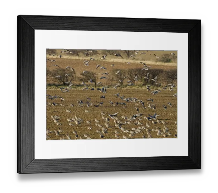 Framed Print : Pink footed geese coming into land on newly harvested winter sugar beet field, Brancaster, North Norfolk Framed Print : Pink footed geese coming into land on newly harvested winter sugar beet field, Brancaster, North Norfolk
