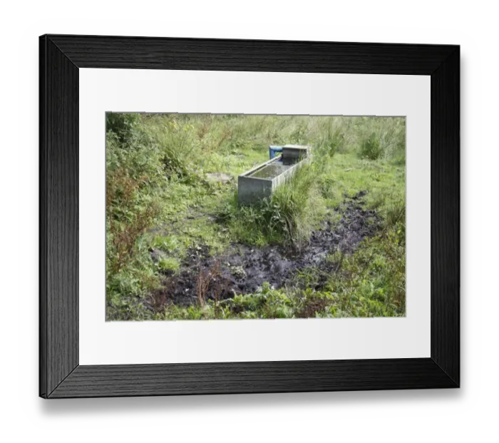Framed Print : Water trough with poached mud, on wet pasture in river valley fen, Redgrave and Lopham Fen, Waveney Valley, Suffolk Framed Print : Water trough with poached mud, on wet pasture in river valley fen, Redgrave and Lopham Fen, Waveney Valley, Suffolk