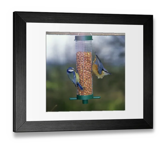 Framed Print : Blue Tit (Parus caeruleus) and European Nuthatch (Sitta europaea) adults, feeding on peanut feeder in garden, England Framed Print : Blue Tit (Parus caeruleus) and European Nuthatch (Sitta europaea) adults, feeding on peanut feeder in garden, England