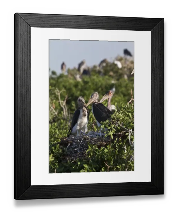Framed Print : Young Marabou Storks at nest in the Okavango Delta Botswana. Marabous are a large wading bird in the stork family Framed Print : Young Marabou Storks at nest in the Okavango Delta Botswana. Marabous are a large wading bird in the stork family