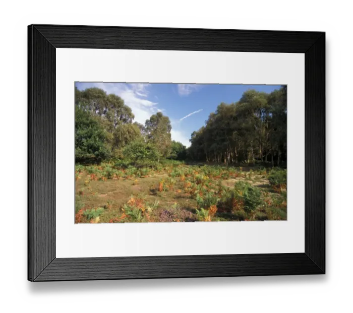 Framed Print : Habitat - Heathland Bracken heathland on Sizewell Belts, Suffolk Wildlife Trust Framed Print : Habitat - Heathland Bracken heathland on Sizewell Belts, Suffolk Wildlife Trust