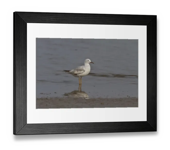 Framed Print : Slender billed gull a late winter first year bird- Coto Donana, Spain Framed Print : Slender billed gull a late winter first year bird- Coto Donana, Spain