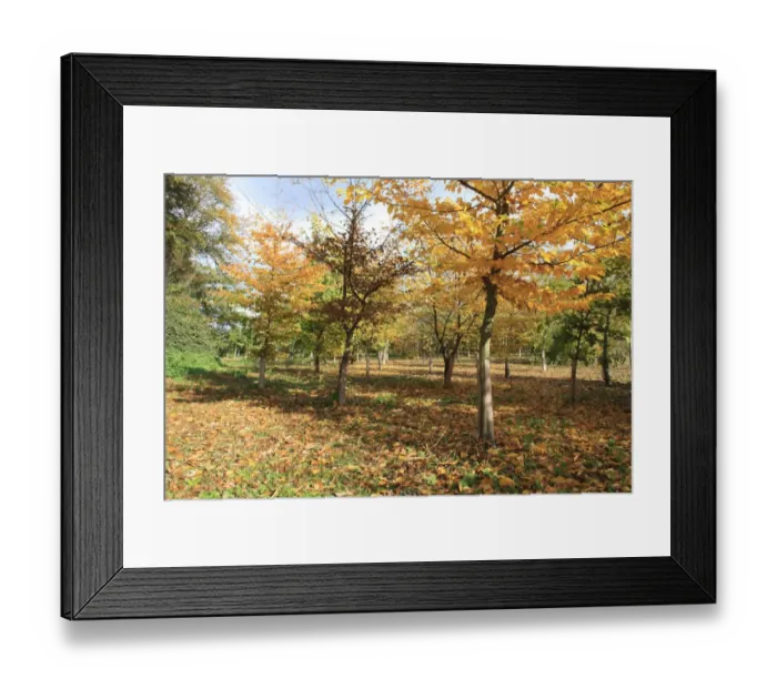 Framed Print : New Millenium woodland, young trees with plastic sleeves, planted on former meadowland, Vicarage Plantation Framed Print : New Millenium woodland, young trees with plastic sleeves, planted on former meadowland, Vicarage Plantation