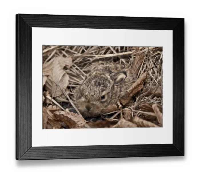 Framed Print : European Hare (Lepus europaeus) leveret about 10 days old Framed Print : European Hare (Lepus europaeus) leveret about 10 days old