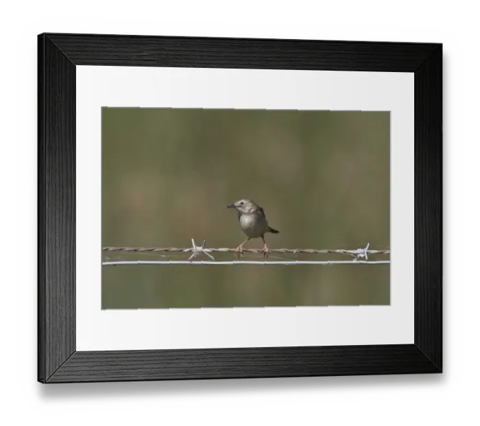 Framed Print : Fan tailed Warbler or Zitting Cisticola on wire fence - Coto Donana, Spain Framed Print : Fan tailed Warbler or Zitting Cisticola on wire fence - Coto Donana, Spain