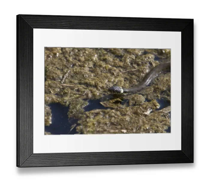 Framed Print : Grass Snake Framed Print : Grass Snake