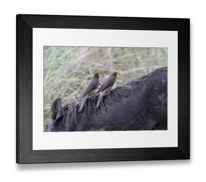 Framed Print : Two Yellowbilled Oxpeckers on a Warthog. The Yellow-billed Oxpecker is a passerine bird in the starling Framed Print : Two Yellowbilled Oxpeckers on a Warthog. The Yellow-billed Oxpecker is a passerine bird in the starling