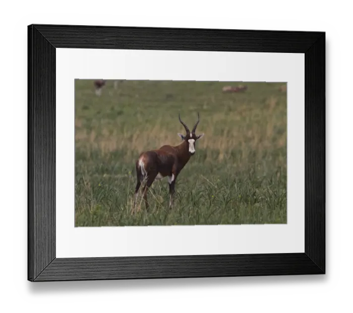 Framed Print : Blesbok or Blesbuck (Damaliscus pygargus phillipsi) is an antelope with a distinctive white face and forehead