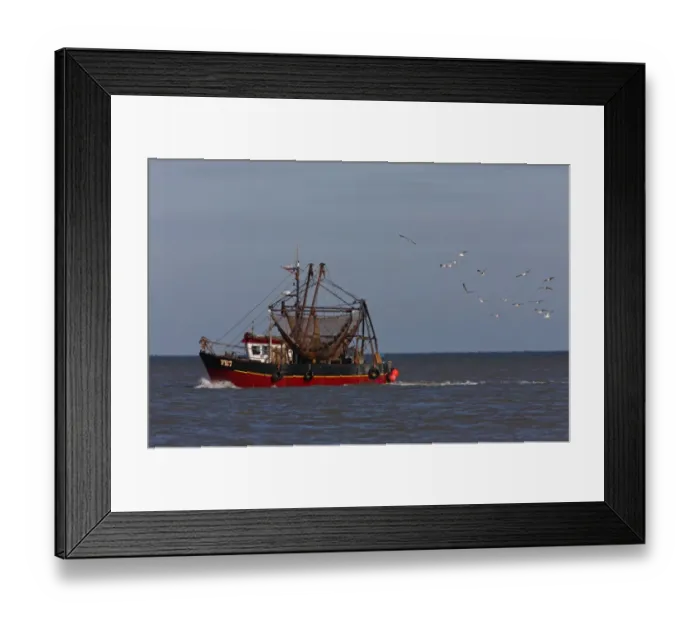 Framed Print : Fishing boat on calm sea, followed by seagull flock, Norfolk, England, october