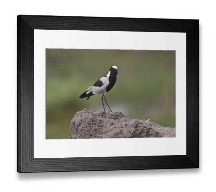 Framed Print : Calling Blacksmith Lapwing or Blacksmith Plover, note the wing spurs. Occurs commonly from Kenya through central Framed Print : Calling Blacksmith Lapwing or Blacksmith Plover, note the wing spurs. Occurs commonly from Kenya through central