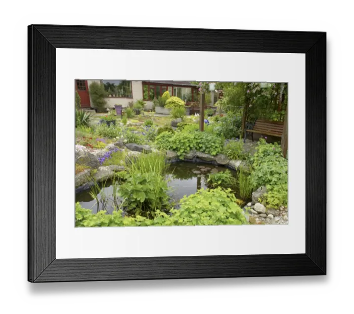 Framed Print : View of garden with pond, pergola, benches and house in background, Essex, England Framed Print : View of garden with pond, pergola, benches and house in background, Essex, England
