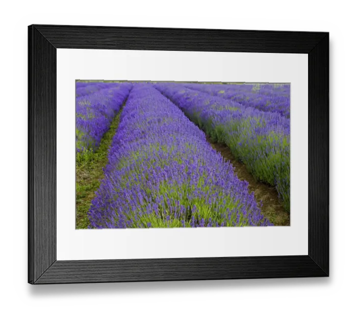 Framed Print : Lavender (Lavandula sp. ) crop, flowering in field, Cotswolds, Gloucestershire, England, june