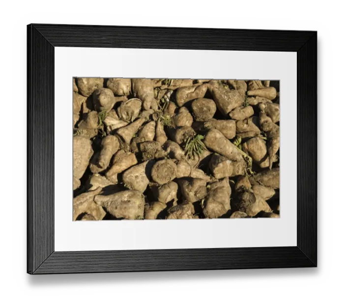 Framed Print : Sugar Beet (Beta vulgaris) crop, heap of harvested roots, Norfolk, England, december Framed Print : Sugar Beet (Beta vulgaris) crop, heap of harvested roots, Norfolk, England, december