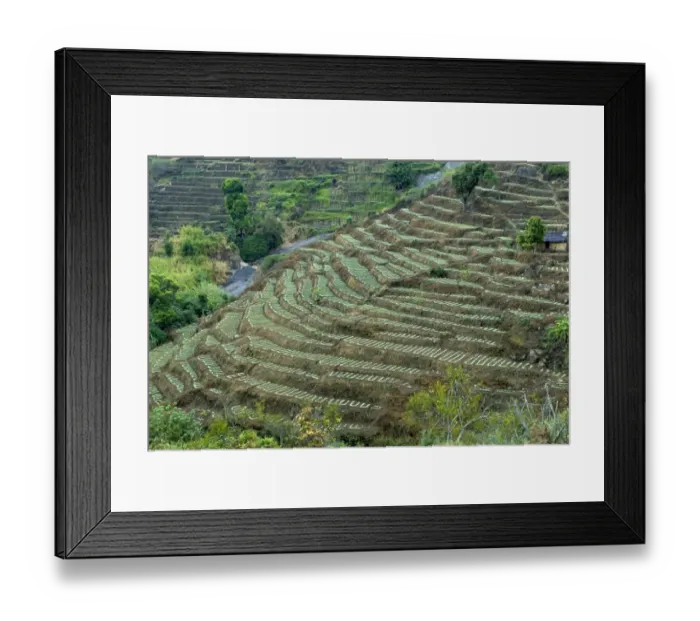 Framed Print : Terrace cultivation, mountain slope terraced farming, Pallanghi-vilpatti Region, Kodaikanal, Tamil Nadu, India Framed Print : Terrace cultivation, mountain slope terraced farming, Pallanghi-vilpatti Region, Kodaikanal, Tamil Nadu, India