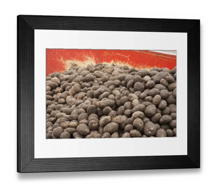 Framed Print : Potato (Solanum tuberosum) crop, loading harvested tubers on trailer ready for sorting, Ormskirk, Lancashire, England