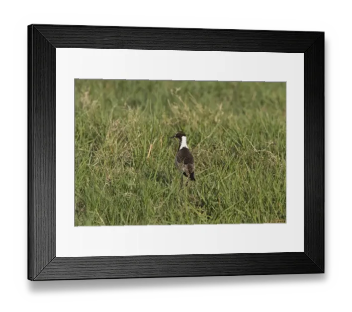 Framed Print : Juvenile Blacksmith Lapwing or Blacksmith Plover, note the wing spurs. Occurs commonly from Kenya through central Framed Print : Juvenile Blacksmith Lapwing or Blacksmith Plover, note the wing spurs. Occurs commonly from Kenya through central