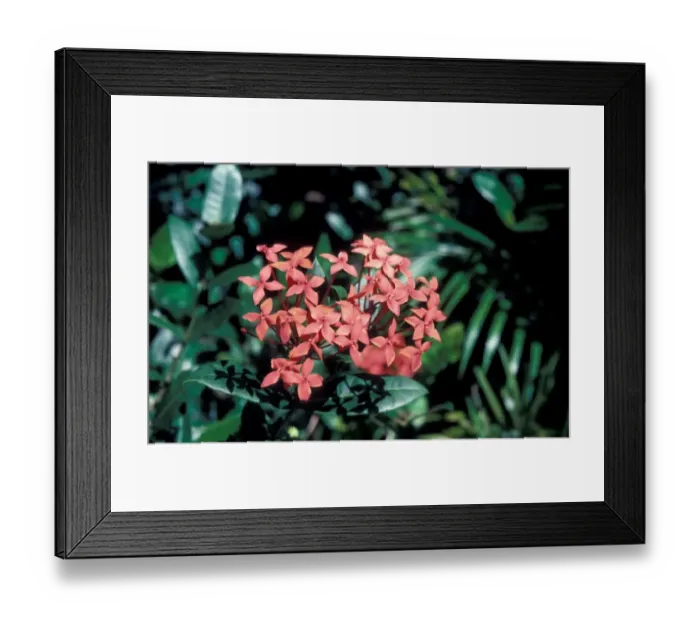 Framed Print : Ixora flowers - Seychelles Framed Print : Ixora flowers - Seychelles