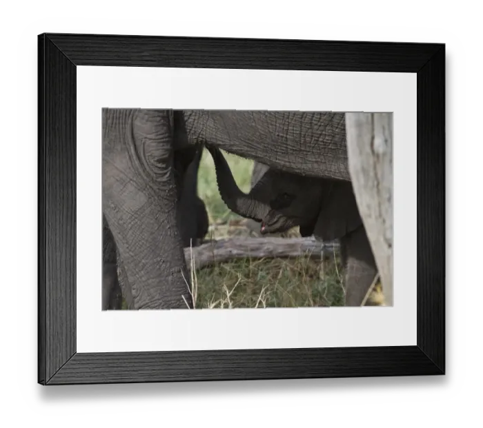 Framed Print : Very young African Elephants suckles from its mother Framed Print : Very young African Elephants suckles from its mother