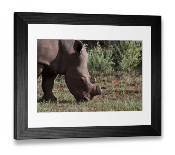 Framed Print : White Rhino with horns removed as an anti poaching measure - South Africa