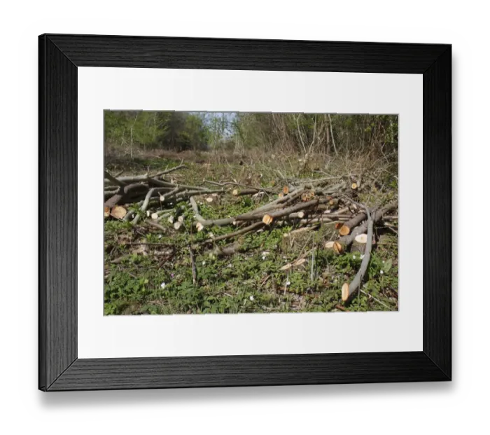 Framed Print : Cut logs in ancient coppiced woodland, Combs Wood Reserve, Combs Ford, Suffolk, England, april Framed Print : Cut logs in ancient coppiced woodland, Combs Wood Reserve, Combs Ford, Suffolk, England, april