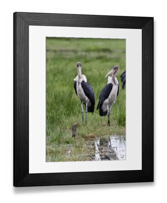 Framed Print : Marabou Storks surround a Mozambique Spitting Cobra Framed Print : Marabou Storks surround a Mozambique Spitting Cobra
