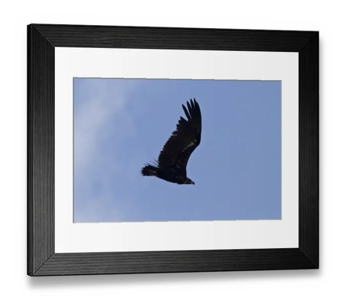 Framed Print : Eurasian Black Vulture, juvenile bird. Extremadura, Spain Framed Print : Eurasian Black Vulture, juvenile bird. Extremadura, Spain