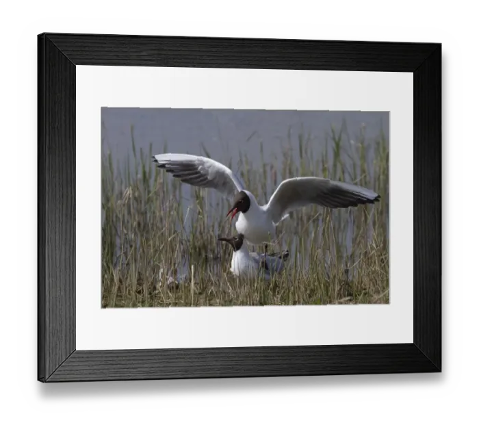 Framed Print : Mating Black headed Gulls at RSPB Minsmere. suffolk Framed Print : Mating Black headed Gulls at RSPB Minsmere. suffolk