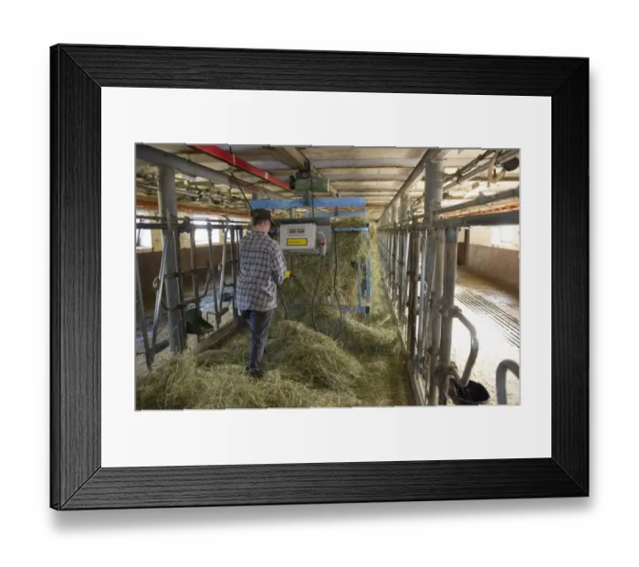 Framed Print : Dairy farmer spreading out silage in milking parlour, to feed cows at next milking, Sweden, july Framed Print : Dairy farmer spreading out silage in milking parlour, to feed cows at next milking, Sweden, july