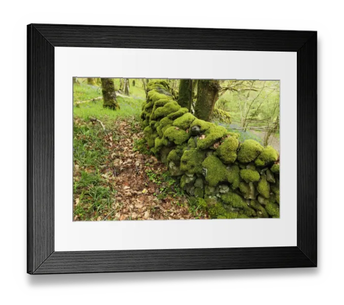 Framed Print : Moss covered drystone wall in ancient woodland habitat, Wood of Cree RSPB Reserve, Dumfries and Galloway, Scotland, may Framed Print : Moss covered drystone wall in ancient woodland habitat, Wood of Cree RSPB Reserve, Dumfries and Galloway, Scotland, may