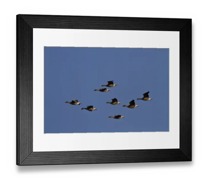 Framed Print : Eurasian Sparrowhawk (Accipiter nisus) juvenile, in flight, Norfolk, England, November Framed Print : Eurasian Sparrowhawk (Accipiter nisus) juvenile, in flight, Norfolk, England, November