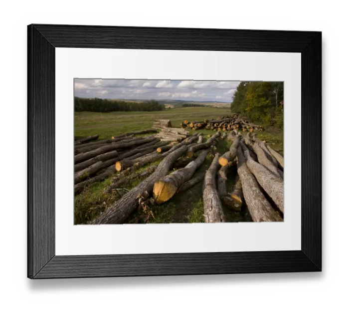 Framed Print : Logging of Common Beech (Fagus sylvatica) woods, above Saxon village of Barcut, Transylvania, Romania, october Framed Print : Logging of Common Beech (Fagus sylvatica) woods, above Saxon village of Barcut, Transylvania, Romania, october