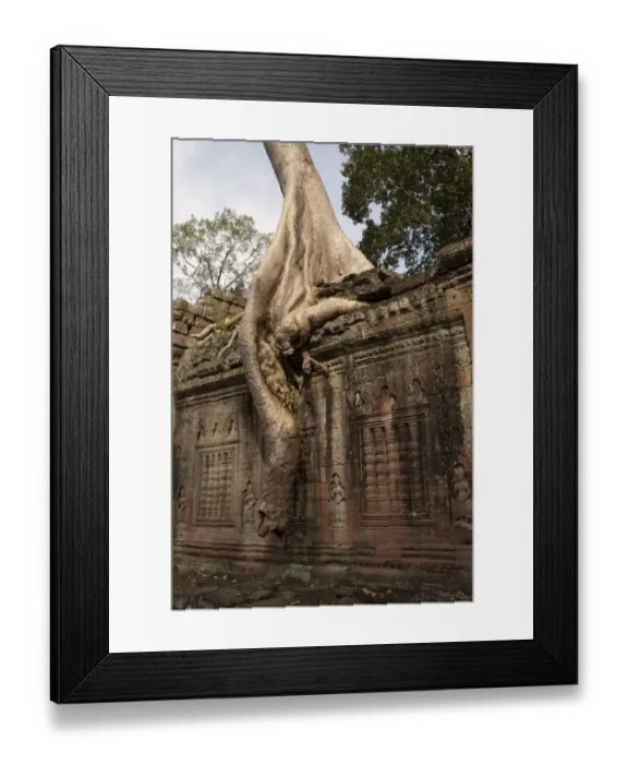 Framed Print : Tree roots growing over walls of Khmer temple ruins, Ta Prohm, Angkor, Siem Riep, Cambodia Framed Print : Tree roots growing over walls of Khmer temple ruins, Ta Prohm, Angkor, Siem Riep, Cambodia