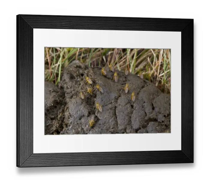 Framed Print : yellow dung flies on cow dung Framed Print : yellow dung flies on cow dung