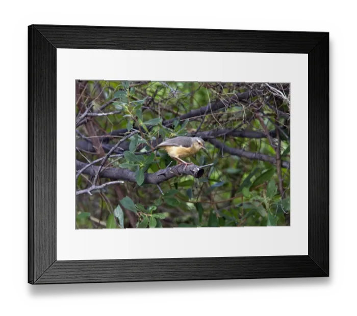 Framed Print : long billed crombec Framed Print : long billed crombec
