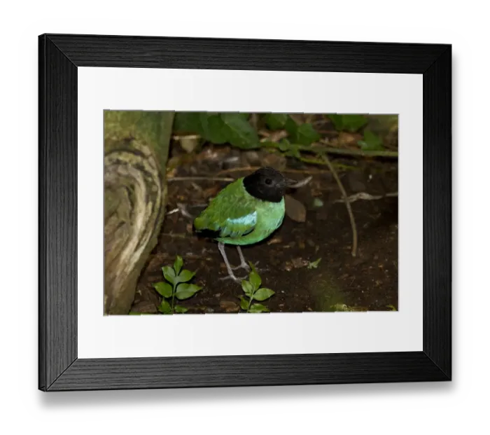 Framed Print : The Hooded Pitta, Pitta sordida, It is common in eastern and southeastern Asia and the Maritime Southeast Asia Framed Print : The Hooded Pitta, Pitta sordida, It is common in eastern and southeastern Asia and the Maritime Southeast Asia