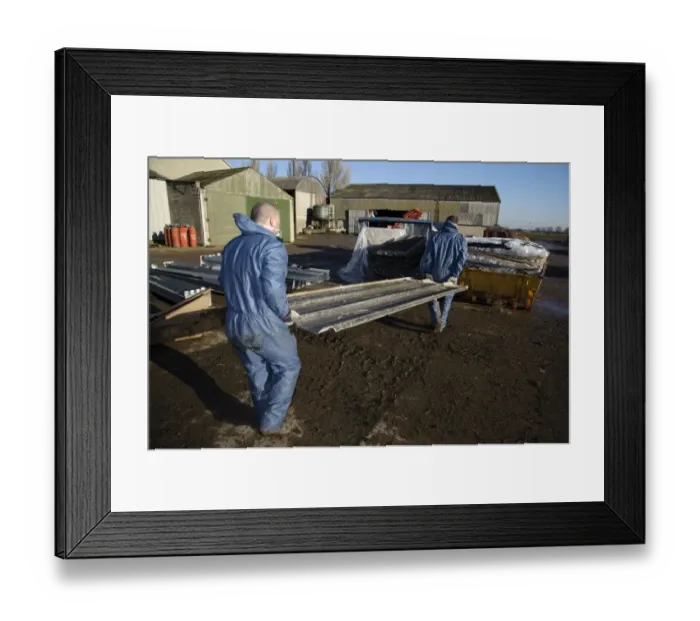 Framed Print : Workers removing agricultural building roofing sheets containing asbestos Framed Print : Workers removing agricultural building roofing sheets containing asbestos