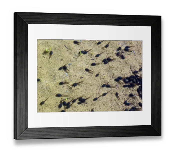 Framed Print : Common Frog (Rana temporaria) tadpoles at pond edge Framed Print : Common Frog (Rana temporaria) tadpoles at pond edge
