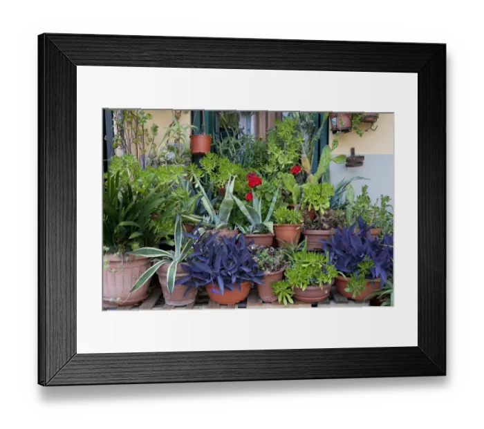 Framed Print : Selection of succulents and flowers growing in pots outside house door, Lucca, Tuscany, Italy, june Framed Print : Selection of succulents and flowers growing in pots outside house door, Lucca, Tuscany, Italy, june