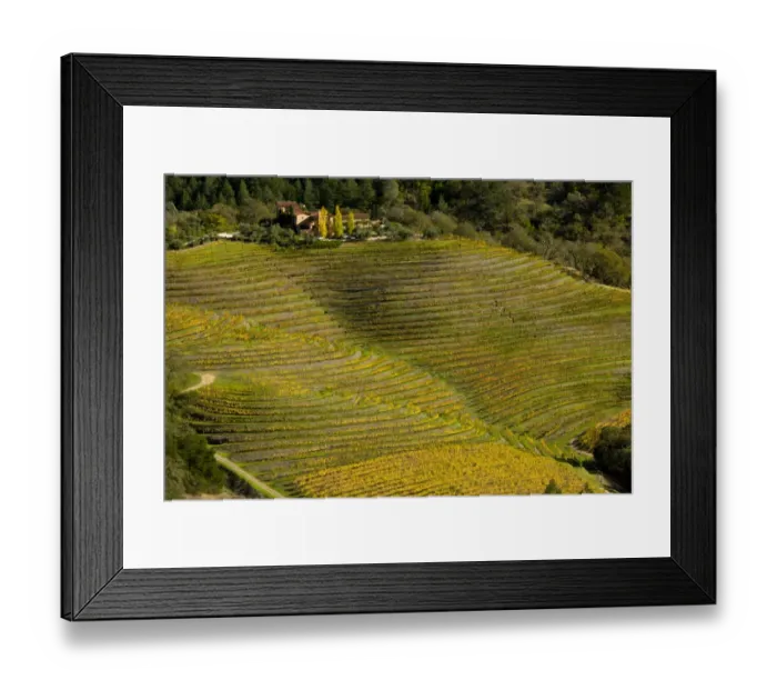 Framed Print : Vineyard on wine estate, rows of grape vines with leaves in autumn colour growing on slope, Napa Valley Framed Print : Vineyard on wine estate, rows of grape vines with leaves in autumn colour growing on slope, Napa Valley