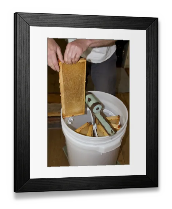 Framed Print : The honey comb frames are placed into a spinning drum and then spun at high speed to separate the honey from the comb Framed Print : The honey comb frames are placed into a spinning drum and then spun at high speed to separate the honey from the comb