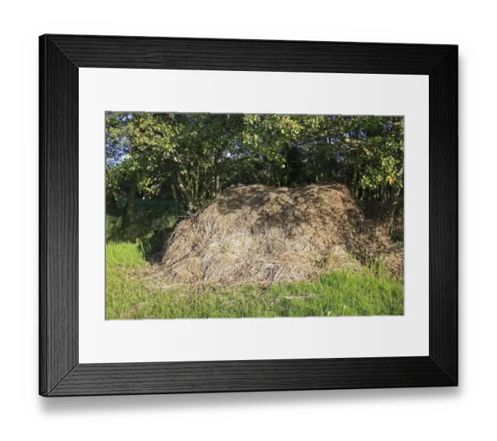 Framed Print : Pile of cut sedge in valley fen reserve, Market Weston Fen, Market Weston, Suffolk, England, november Framed Print : Pile of cut sedge in valley fen reserve, Market Weston Fen, Market Weston, Suffolk, England, november