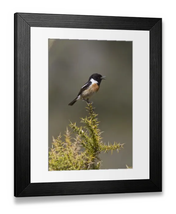 Framed Print : Singing Male Stonechat on gorse Framed Print : Singing Male Stonechat on gorse