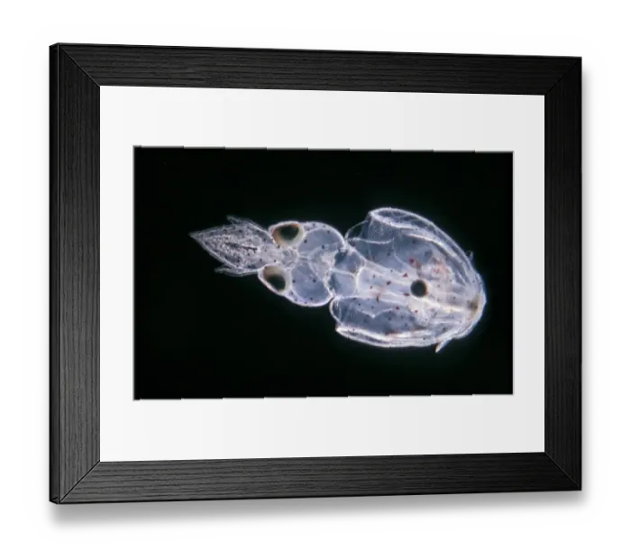 Framed Print : Alloteuthis subulata, recently hatched young squid, vential view Framed Print : Alloteuthis subulata, recently hatched young squid, vential view