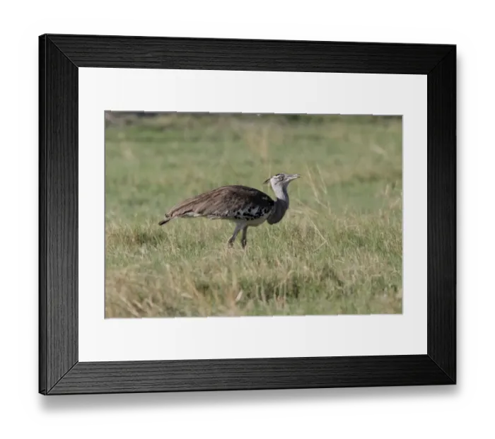 Framed Print : Kori Bustard near Savuti Lodge, Botswana Framed Print : Kori Bustard near Savuti Lodge, Botswana