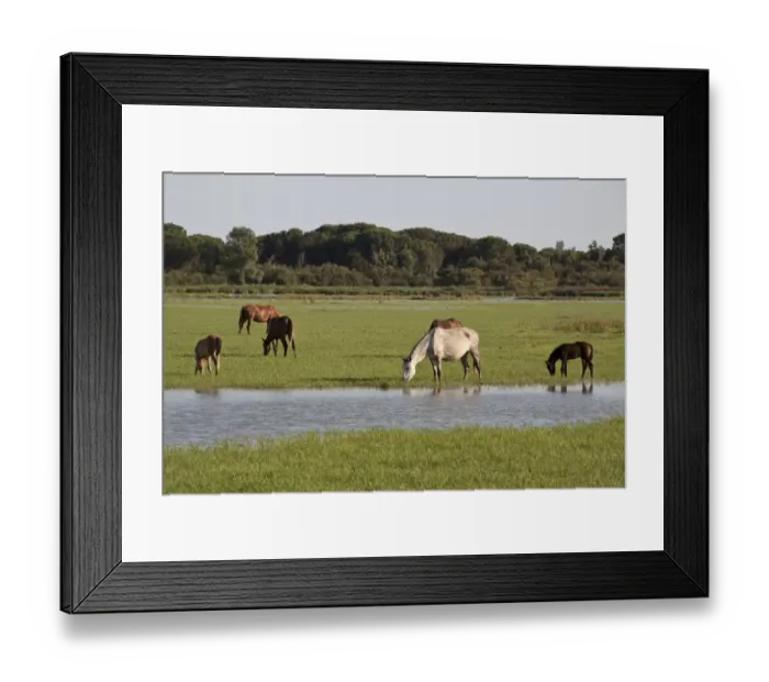 Framed Print : Wild Andalusian horse roam marshes at El Rocio Framed Print : Wild Andalusian horse roam marshes at El Rocio
