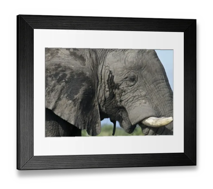 Framed Print : African Male Elephant musk grand Framed Print : African Male Elephant musk grand