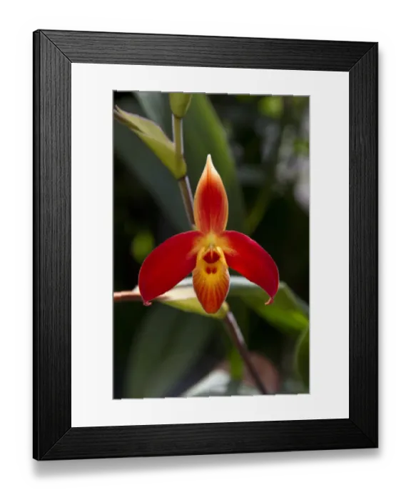 Framed Print : Phragmipedium dalessandroi Framed Print : Phragmipedium dalessandroi