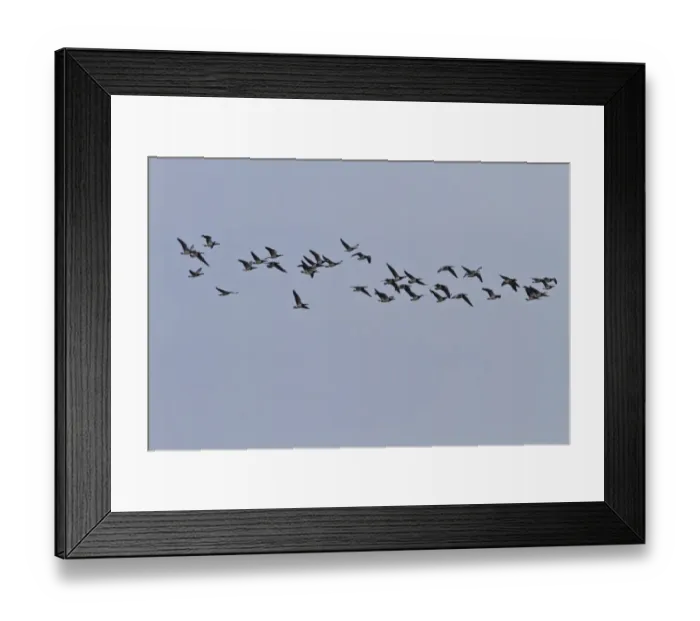 Framed Print : flock of barnacle geese on Islay Framed Print : flock of barnacle geese on Islay