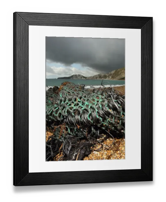 Framed Print : Oiled trawl net washed up on beach, Worbarrow Bay, Dorset, England, september Framed Print : Oiled trawl net washed up on beach, Worbarrow Bay, Dorset, England, september